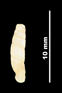 Nenia_subarcuata_89-8525_D