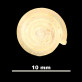 Oestophora (Suboestophora) kuiperi