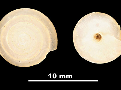 Oestophora_(Suboestophora)_kuiperi_84-1894B_DV