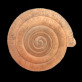 Oestophora lusitanica tarraconensis