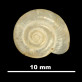 Oxychilus mercadali 