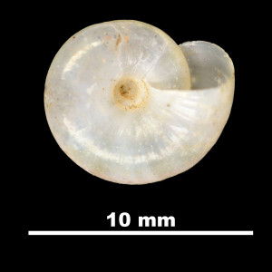 Oxychilus_mercadali_84-1738A_V