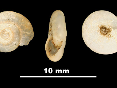 Oxychilus_mercadali_84-1738B_DPV