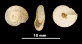 Vitrea gasulli