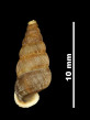 Pomatias bolosianum