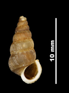 Pomatias_bolosianum_80-0403_V