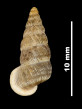 Pomatias organiacus