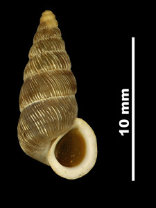 Pomatias_organiacus_80-0419A_V