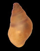 Pseudamnicola gasulli