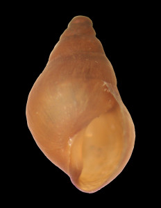 Pseudamnicola_gasulli_84-7965_V