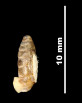 Pupa (Torquilla) cadica