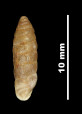 Pupa (Torquilla) tuxensis