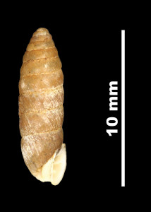 Pupa_(Torquilla)_tuxensis_89-8565_P
