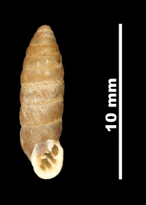 Pupa_(Torquilla)_tuxensis_89-8565_V