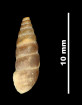 Pupa angulata