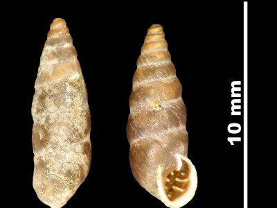 Pupa_angulata_89-8529_DV