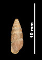 Pupa aragonica