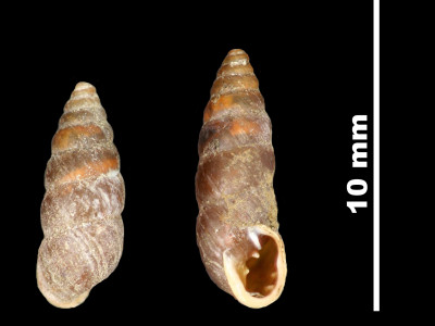 Pupa_aragonica_89-8535_DV