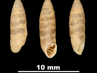 Pupa_catalonica_89-8600_DVP