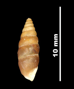 Pupa_crassata_89-8588_P