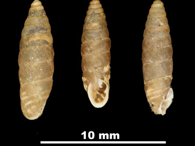Pupa_freseriana_89-8577_DV