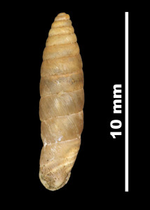 Pupa_freseriana_89-8592_D