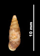 Pupa leptochilus var. microchilus