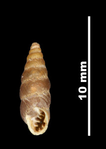 Pupa_leptochilus_microchilus_89-8526_V