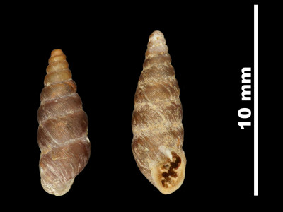 Pupa_leptochilus_microchilus_89-8527_DV