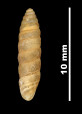 Pupa lilietensis