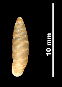 Pupa_lilietensis_89-8595_D