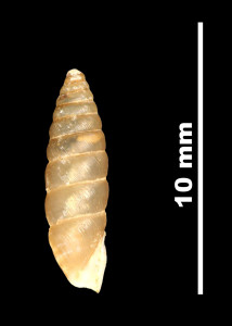 Pupa_lilietensis_89-8595_P