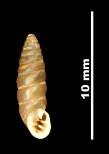 Pupa_lilietensis_89-8595_V