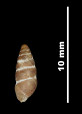 Pupa longini 