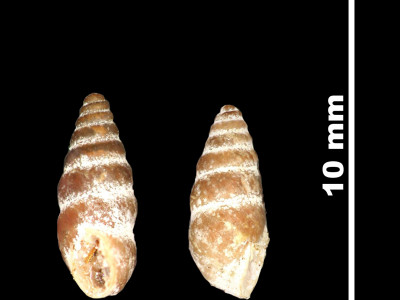 Pupa_longini_89-8551_DV