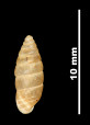 Pupa montserratica
