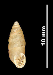 Pupa_montserratica_89-8548_V