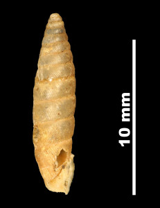 Pupa_montsicciana_89-8578_P