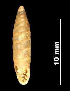 Pupa_montsicciana_89-8578_V