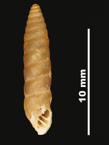Pupa_perlonga_89-8541V