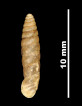 Pupa phthysica