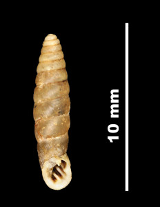 Pupa_phthysica_89-8594_V