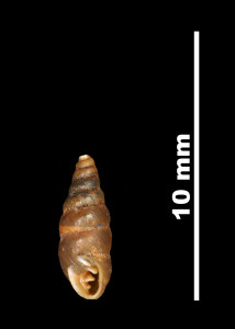 Pupa_pulchella_89-8532_V