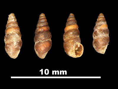 Pupa_pulchella_89-8533_DVP