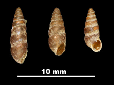 Pupa_saltus_89-8538_DV