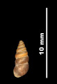Pupa tarraconensis