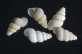 Sardopaladilhia buccina