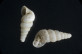 Sardopaladilhia marianae