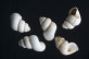 Sardopaladilhia subdistorta