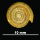 Suboestophora ebria